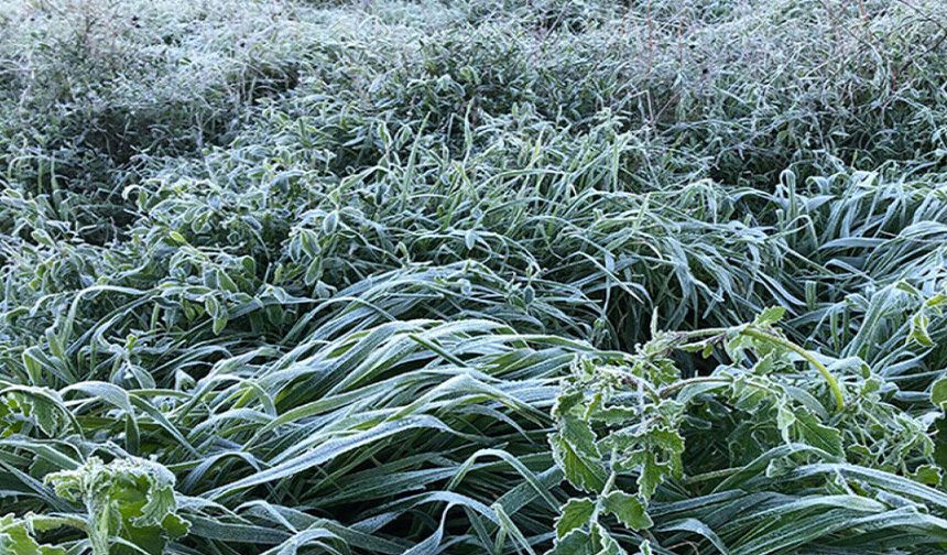 Yarın, pazar ve pazartesi sabah saatlerinde don olayı bekleniyor