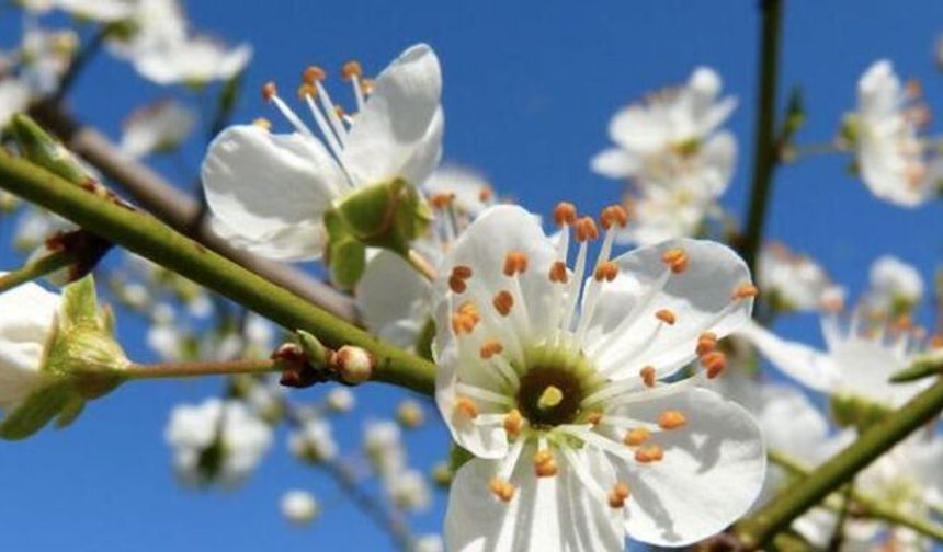 İlk cemre havaya düştü