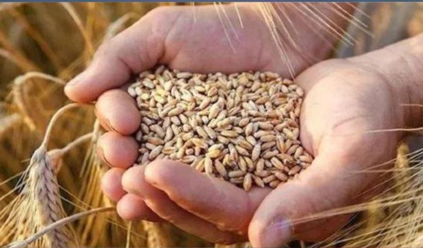 4 bin 500 ton arpanın yarın Gazimağusa Limanı’na ulaşması bekleniyor