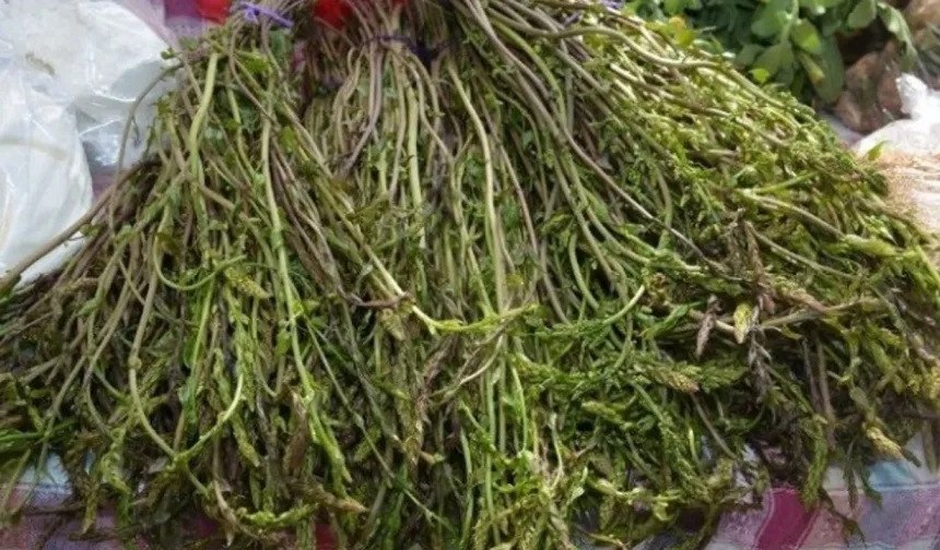 Tarım Bakanlığı, tüketilebilir yabani ot toplayanları uyardı