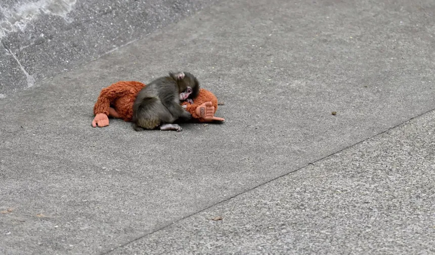 Japon uzmanlar maymun Punch'ın yalnızlığını anlattı: Gidecek başka bir yeri yok