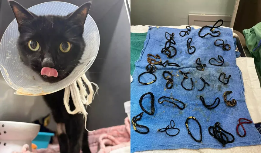 Evde kaybolan tokalar kedinin midesinde bulundu: 26 parça ameliyatla alındı