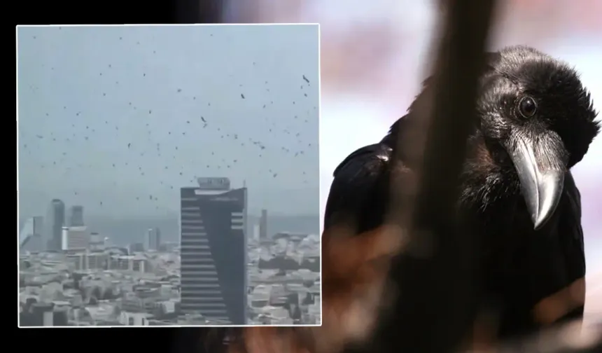 Tel Aviv’de gökyüzünü kargalar kapladı: Uğursuzluk saydılar