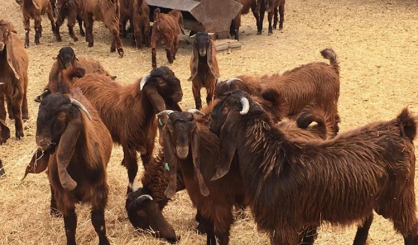 Devlet Üretme Çiftlikleri kasaplık hayvan satışı yapacak: Detaylar paylaşıldı