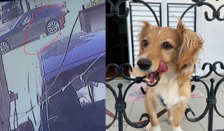 Köpeğe Çarpıp Kaçtı: Masum Can Felç Riskiyle Karşı Karşıya