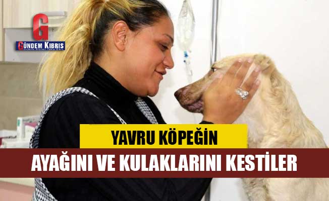 Yavru köpeğin ayağını ve kulaklarını kestiler - Gündem Kıbrıs Gazetesi