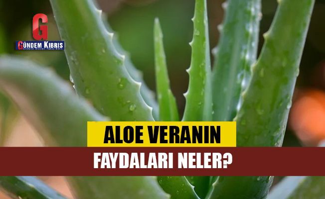Aloe Vera nedir, faydalar nelerdir? - Gndem Kbrs Gazetesi - Kbrs Haber